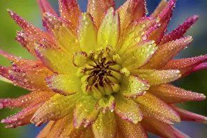 USA, Washington State, Sammamish. Close-up of dahlia flower bloom with circular growth and dewdrops