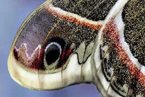 New Images October 2024 Prints: USA, Washington State, Sammamish. Close-up of Columbia silk moth wing detail and scales