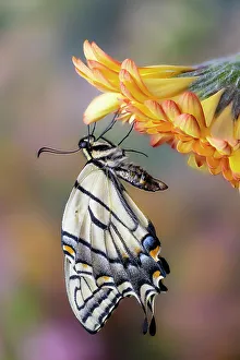 New Images October 2024 Prints: USA, Washington State, Sammamish. Eastern tiger swallowtail buttery on orange gerber daisy