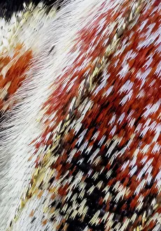 New Images October 2024 Prints: USA, Washington State, Sammamish. Close-up of Columbia silk moth wing detail and scales