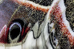 New Images October 2024 Prints: USA, Washington State, Sammamish. Close-up of Columbia silk moth wing detail and scales