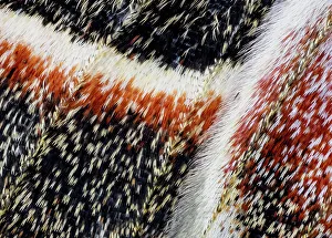 New Images October 2024 Prints: USA, Washington State, Sammamish. Close-up of Columbia silk moth wing detail and scales