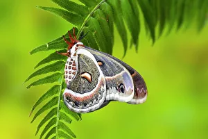Fern Prints: USA, Washington State, Sammamish. Close-up of Columbia silk moth on fern