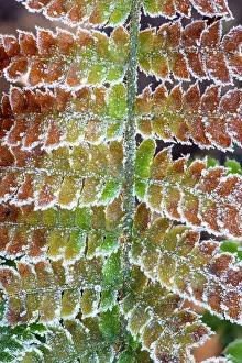 Fern Prints: USA, Washington State, Sammamish. Frost on fern leaves