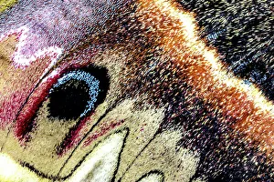 New Images October 2024 Prints: USA, Washington State, Sammamish. Close-up of Columbia silk moth wing detail and scales