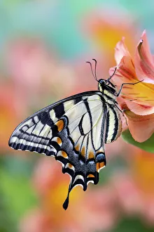 USA, Washington State, Sammamish. Eastern tiger swallowtail buttery on Peruvian lily, Alstroemeria
