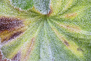 New Images October 2024 Prints: USA, Washington State, Sammamish. Frost on lady's mantle as it dies back in Autumn