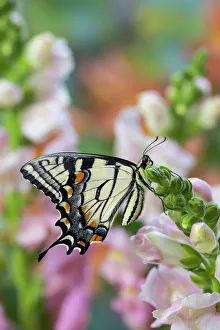 USA, Washington State, Sammamish. Eastern tiger swallowtail buttery on pink and white snapdragons