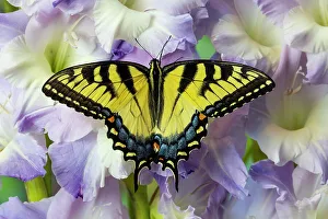 Lavender Prints: USA, Washington State, Sammamish