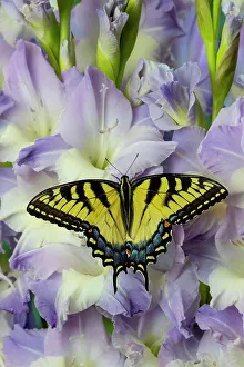 Lavender Prints: USA, Washington State, Sammamish