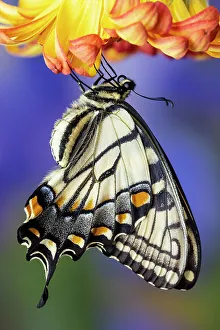 New Images October 2024 Prints: USA, Washington State, Sammamish. Eastern tiger swallowtail buttery