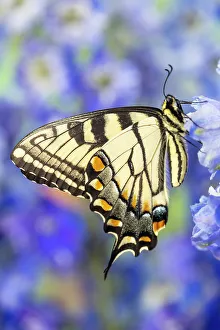 New Images October 2024 Prints: USA, Washington State, Sammamish. Eastern tiger swallowtail buttery on blue delphinium