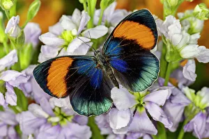 Lavender Prints: USA, Washington State, Sammamish. Callithea sapphira tropical butterfly on lavender stock