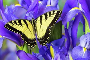 New Images October 2024 Prints: USA, Washington State, Sammamish. Eastern tiger swallowtail buttery on blue Dutch iris