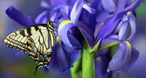 New Images October 2024 Prints: USA, Washington State, Sammamish. Eastern tiger swallowtail buttery on blue Dutch iris