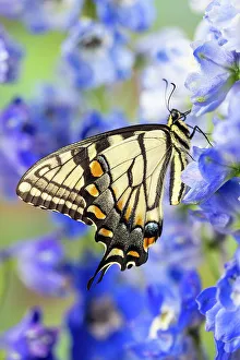New Images October 2024 Prints: USA, Washington State, Sammamish. Eastern tiger swallowtail buttery on blue delphinium