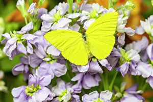 Lavender Prints: USA, Washington State, Sammamish. Sulfur butterfly on lavender stock