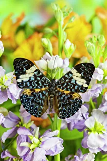 Lavender Prints: USA, Washington State, Sammamish