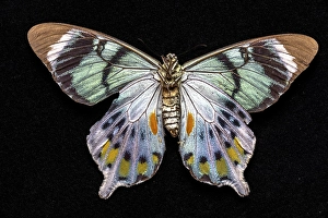 Invertebrate Prints: USA, Washington State, Sammamish. Swallowtail butterfly
