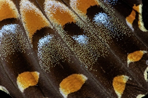 Vein Prints: USA, Washington State, Sammamish. Swallowtail butterfly wing detail