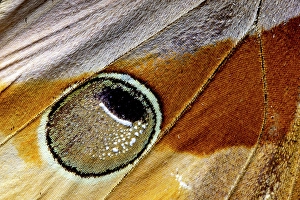 Vein Prints: USA, Washington State, Sammamish. Jungle queen butterfly wing detail