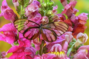 Multicolored Prints: USA, Washington State, Sammamish. Glasswing butterfly on flowers