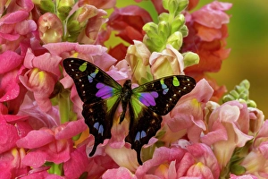 Multicolored Prints: USA, Washington State, Sammamish. Purple spotted swallowtail on flowers