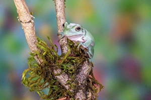 Moss Prints: USA, Washington State, Sammamish. Mexican leaf frog