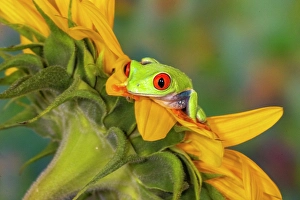 Climbing Prints: USA, Washington State, Sammamish. Red-eyed green tree frog