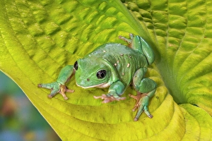 Spot Prints: USA, Washington State, Sammamish. Mexican leaf frog