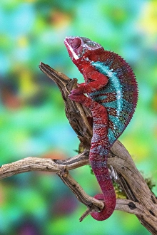 Hollice Looney Prints: USA, Washington State, Sammamish. Panther chameleon