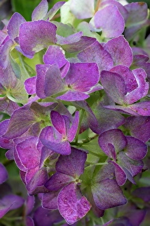 Flower Head Prints: USA, Washington State, Sammamish. Garden hydrangea close-up of flower head
