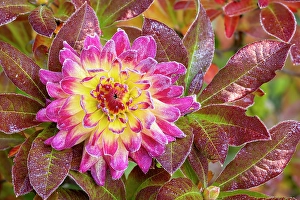Frost Prints: USA, Washington State, Sammamish. Garden with frost on dahlia