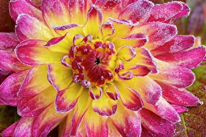 Frost Prints: USA, Washington State, Sammamish. Garden with frost on dahlia