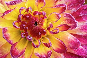 Frost Prints: USA, Washington State, Sammamish. Garden with frost on dahlia