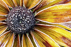 Frost Prints: USA, Washington State, Sammamish. Zinnia with Autumn frost
