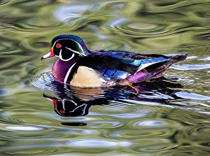 Images Dated 16th September 2024: USA, Washington State, Sammamish. Yellow Lake Male Wood Duck