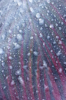 Frozen Prints: USA, Washington State, Sammamish. Frost and frozen rain drops on Canna Lily leaves