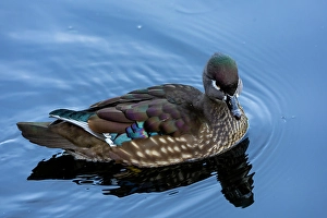 Images Dated 16th September 2024: USA, Washington State, Sammamish. Yellow Lake female Wood Duck
