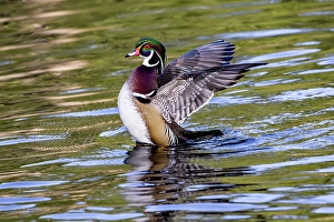Images Dated 16th September 2024: USA, Washington State, Sammamish. Yellow Lake Male Wood Duck. Flapping wings