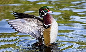 Images Dated 16th September 2024: USA, Washington State, Sammamish. Yellow Lake Male Wood Duck. Flapping wings