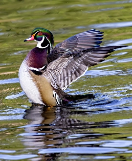 Waterfowl Prints: USA, Washington State, Sammamish. Yellow Lake Male Wood Duck. Flapping wings