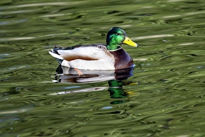 Images Dated 16th September 2024: USA, Washington State, Sammamish. Yellow Lake Male Mallard Duck