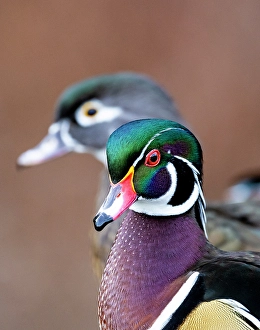 Waterfowl Prints: USA, Washington State, Sammamish. Yellow Lake Male and Female Wood Duck