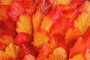 Sammamish Prints: USA, Washington State, Sammamish. Witch-hazel fallen leaf pattern fall color