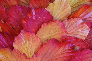 Sammamish Prints: USA, Washington State, Sammamish. Witch-hazel fallen leaf pattern fall color