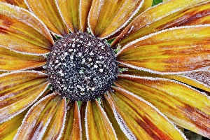 Frost Prints: USA, Washington State, Sammamish. Zinnia with Autumn frost