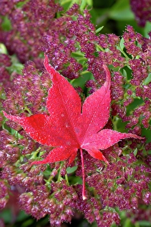 Fallen Prints: USA, Washington State, Sammamish
