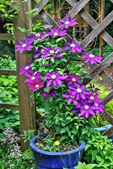 Images Dated 7th September 2024: USA, Washington State, Sammamish. Clematis growing in pots in garden
