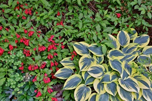 Images Dated 7th September 2024: USA, Washington State, Sammamish. Growing hosta in garden